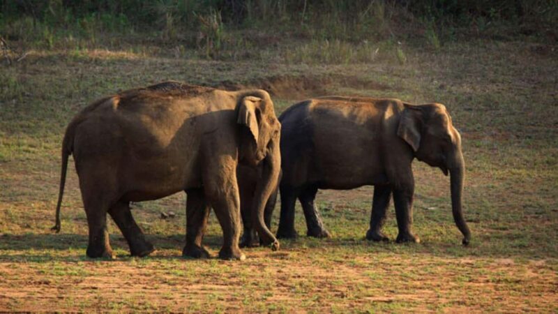 Exclusive Periyar Wildlife Sanctuary Tour(02 Nights/03 Days) - A Closer Look at the Itinerary and What to Expect