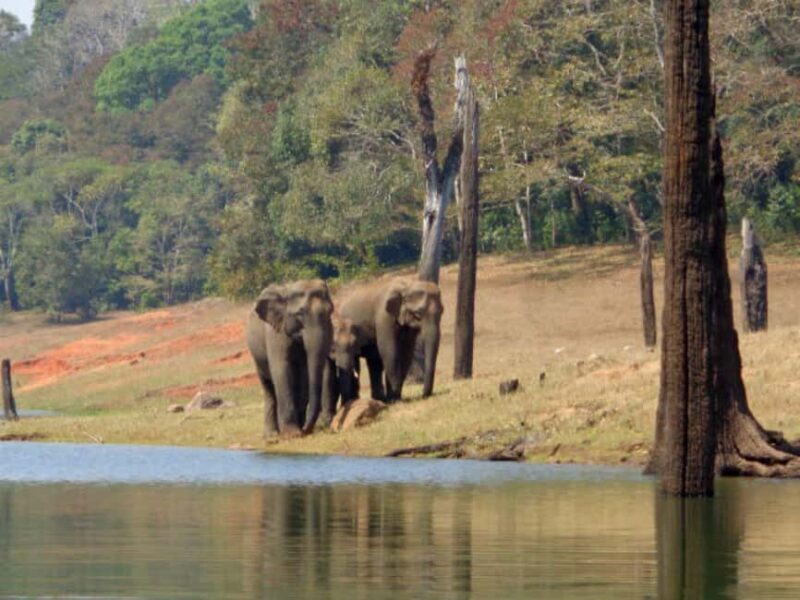Exclusive Periyar Wildlife Sanctuary Tour(02 Nights/03 Days) - Practical Tips for Your Trip