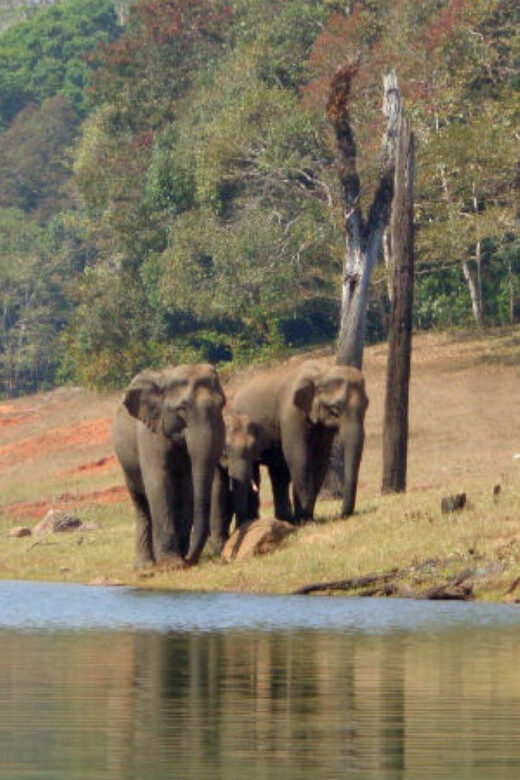 Exclusive Periyar Wildlife Sanctuary Tour(02 Nights/03 Days) - FAQ