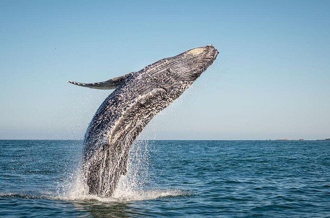 Exclusive Private Sailing Luxury Tour in Los Cabos - FAQ: Your Questions Answered
