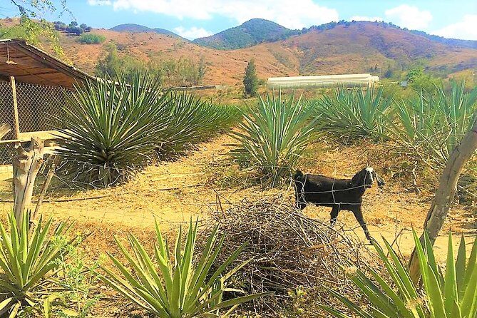 Exclusive Private Tour: Hierve el Agua with Hike, Mezcal & Gastronomy - FAQs