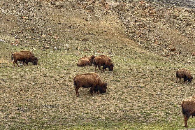Exclusive Private Yellowstone Adventure: Explore The Lower Loop - Introduction: A Tailored Yellowstone Experience