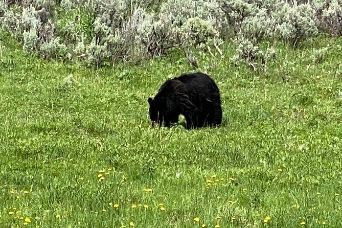 Exclusive Private Yellowstone Adventure: Explore The Lower Loop - What Travelers Say: Authentic Experiences from Reviews