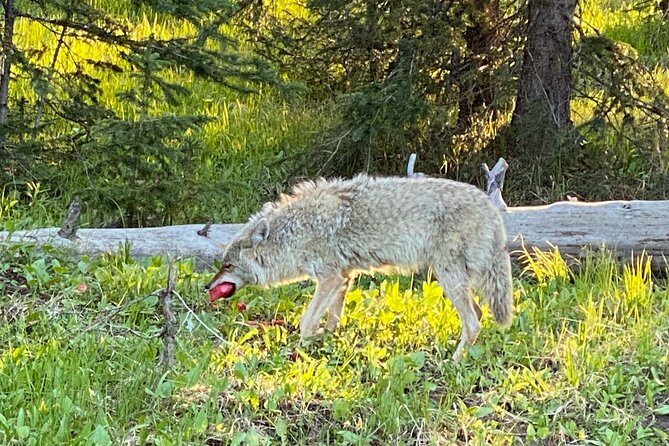 Exclusive Private Yellowstone Adventure: Explore The Lower Loop - Practical Details: What You Should Know