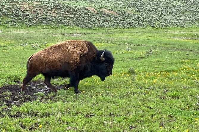 Exclusive Private Yellowstone Adventure: Explore The Lower Loop - FAQ