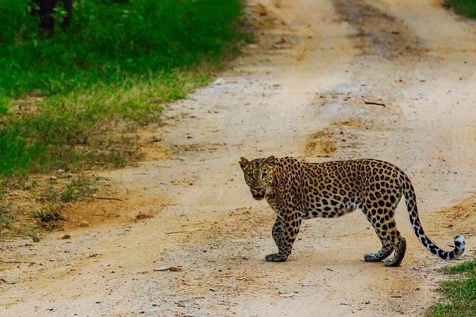 Exclusive Safari at Jhalana Leopard Park Including Transfers - Exploring the Jhalana Leopard Park Safari Experience: A Balanced Look