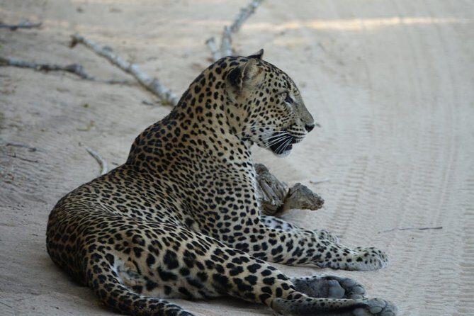 Exclusive Safari at Jhalana Leopard Park Including Transfers - The Practical Details: Transportation, Timing, and Comfort
