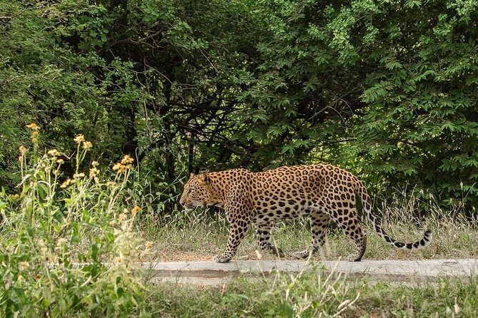 Exclusive Safari at Jhalana Leopard Park Including Transfers - The Sum Up: Who Will Love This Tour?