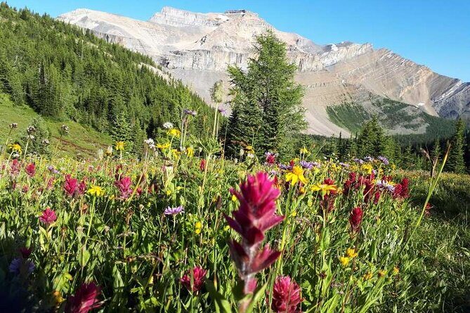 Exclusive Skoki Backcountry Guided Hiking in Lake Louise with Van Shuttle - Key Points