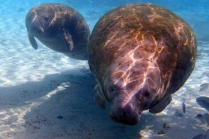 Exclusive Small Group VIP Heated Manatee Snorkel Tour - Practical Details and Tips