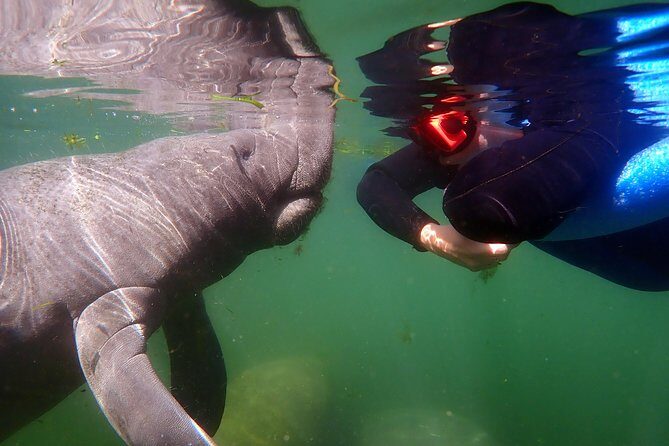 Exclusive Small Group VIP Heated Manatee Snorkel Tour - Final Thoughts: Who Will Love This Tour?