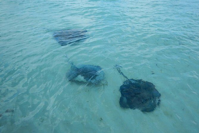 Exclusive Supreme Snorkeling Tour - Who Will Love This Tour?