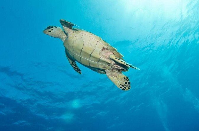 Exclusive Supreme Snorkeling Tour - Who Might Want to Think Twice?