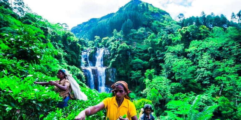 Exclusive : Village Trekking Tour at Ramboda - An In-Depth Look at the Ramboda Village Trekking Tour