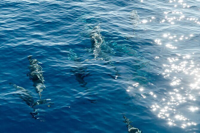 Exclusive Waikiki Yacht Snorkel with Lunch and Bevs - Authentic Experiences and Real Highlights from Reviews