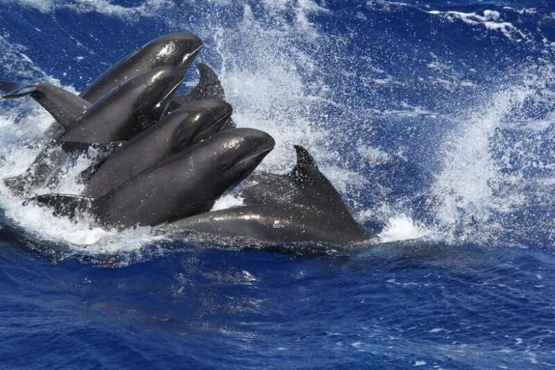 Exclusive Whale & Dolphin Tours in Sri Lanka: Trincomalee - What We Loved