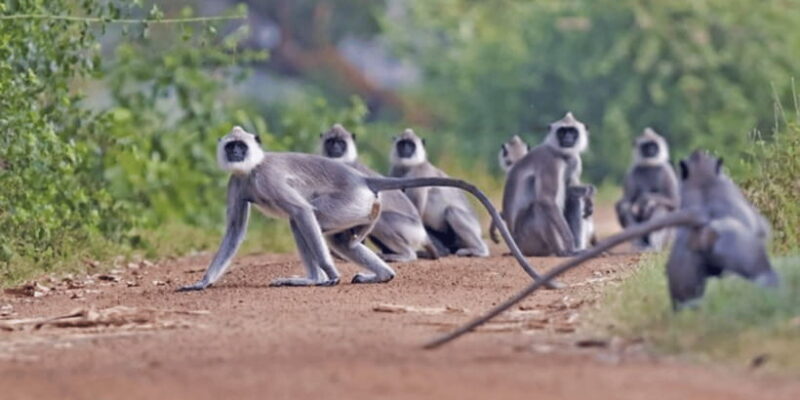 Exclusive : Wildlife Full Day Adventure in Wilpattu - Practical Tips