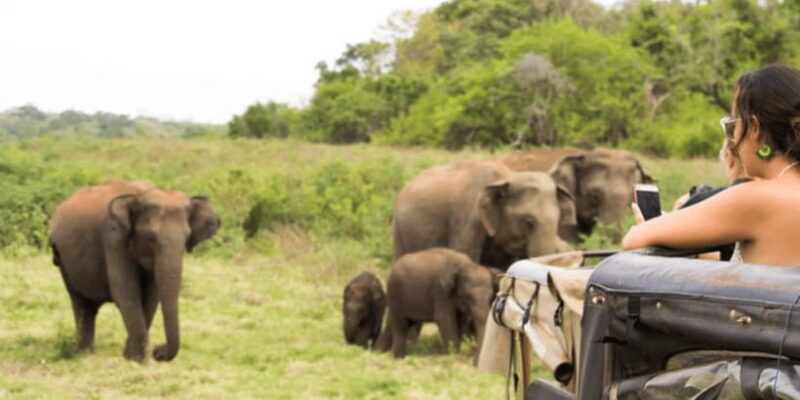 Exclusive : Wildlife Full Day Adventure in Wilpattu - Who Should Consider This Tour?