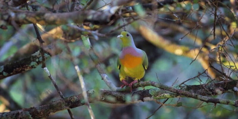 Exclusive : Wildlife Full Day Adventure in Wilpattu - FAQs