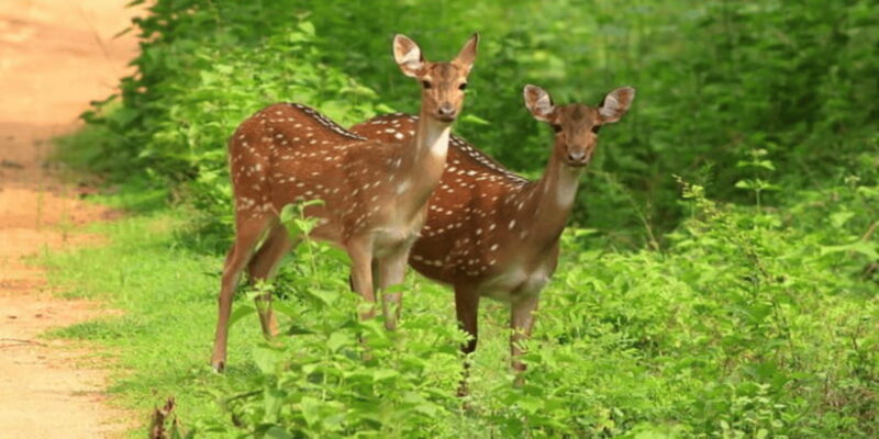 Exclusive : Yala National Park Afternoon Expedition - The Experience in Detail