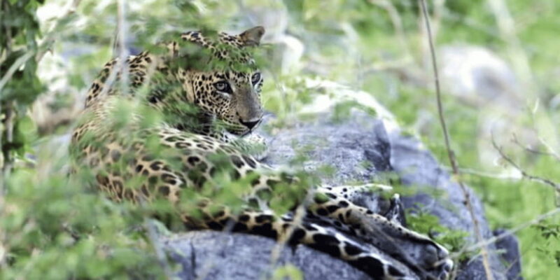 Exclusive : Yala National Park Afternoon Expedition - The Sum Up: Is It Worth It?
