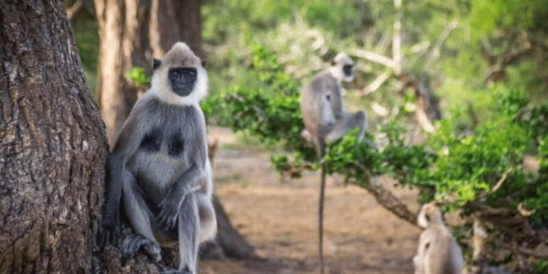 Exclusive : Yala National Park Afternoon Expedition - FAQs