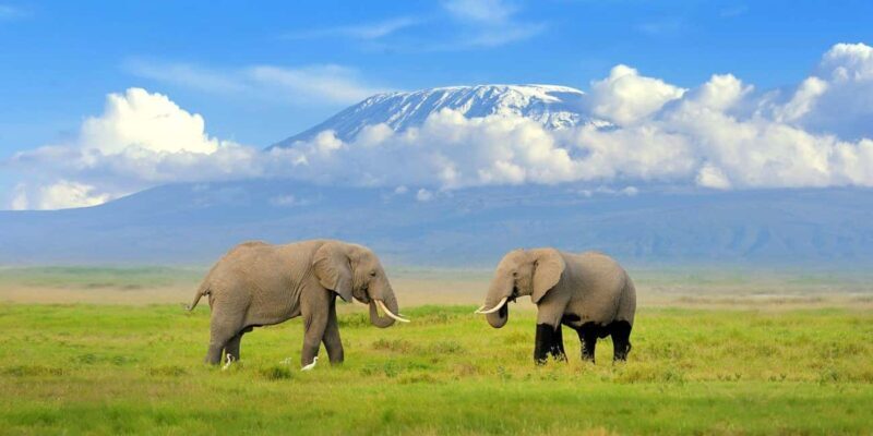 Excursion at the Iconic Amboseli National Park - Introduction to the Amboseli Experience