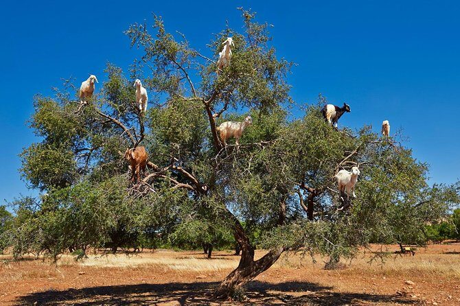 Excursion Essaouira from Marrakech - The Itinerary in Detail: What to Expect