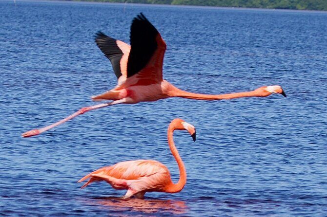 Excursion to Celestun Biosphere and Beach Day from Merida - What to Expect on Your Celestún Day Trip from Mérida