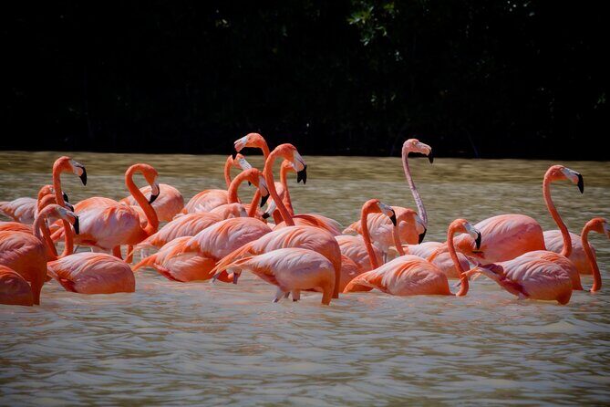 Excursion to Celestun Biosphere and Beach Day from Merida - Why This Tour Works Well for Travelers