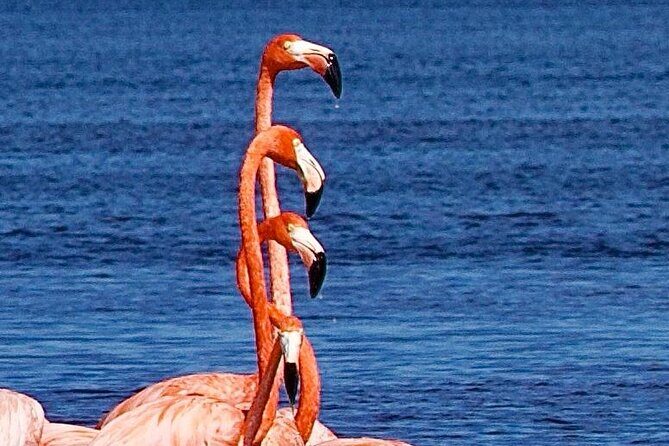 Excursion to Celestun Biosphere and Beach Day from Merida - Practical Tips for Your Day Trip