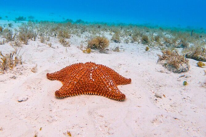 Excursion to Cozumel from Cancun - An Honest Look at the Cozumel Excursion from Cancun