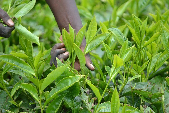Excursion to Kiambethu Tea Farm - The Sum Up