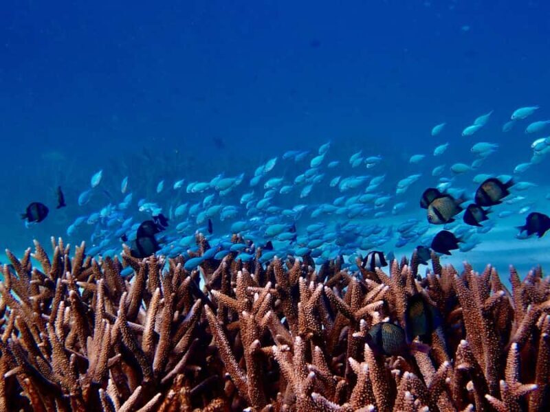 Exmouth: Guided Ningaloo Reef Snorkel Adventure - A Closer Look at the Experience