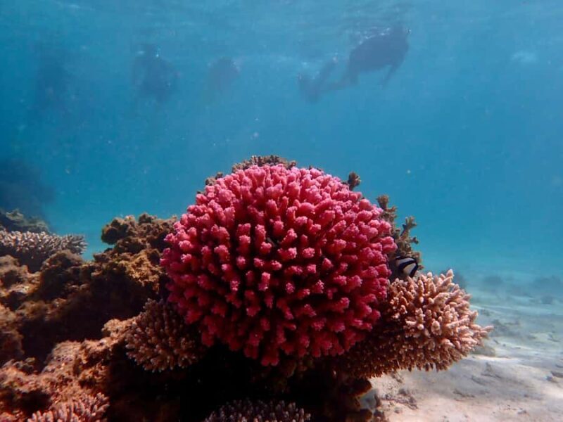 Exmouth: Guided Ningaloo Reef Snorkel Adventure - Final Thoughts