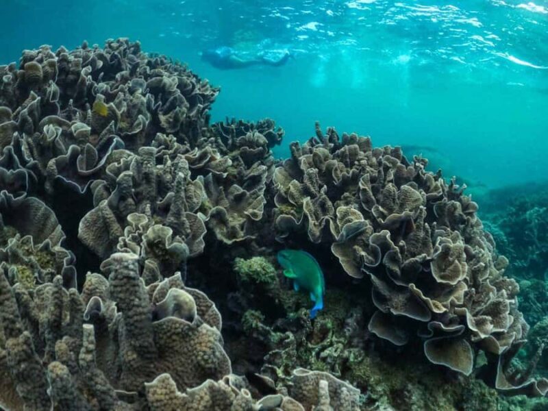 Exmouth: Half Day Coral by Kayak tour - Value and Price Analysis