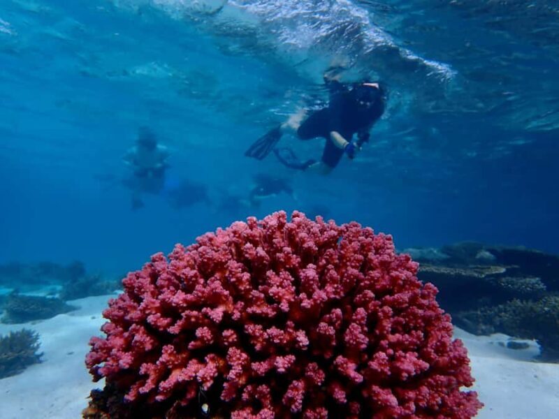 Exmouth: Half Day Coral by Kayak tour - Who Should Consider This Tour?