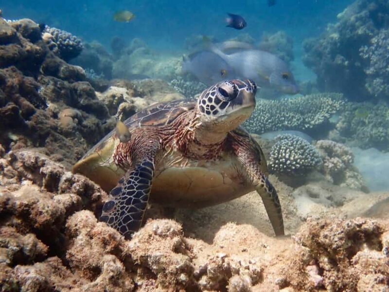Exmouth: Half Day Turtle Kayak & Snorkel Tour - An In-Depth Look at the Experience