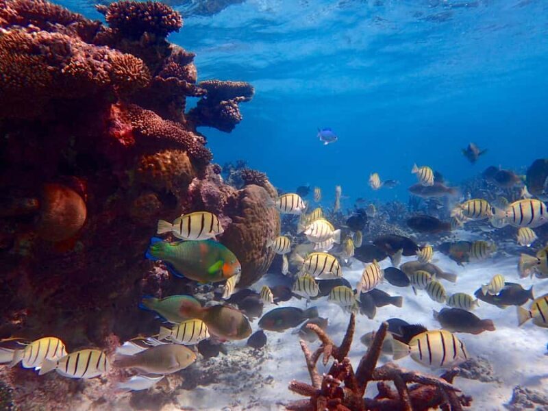 Exmouth: Lagoon Explorer - Full day kayak & Snorkel tour - An In-Depth Look at the Tour