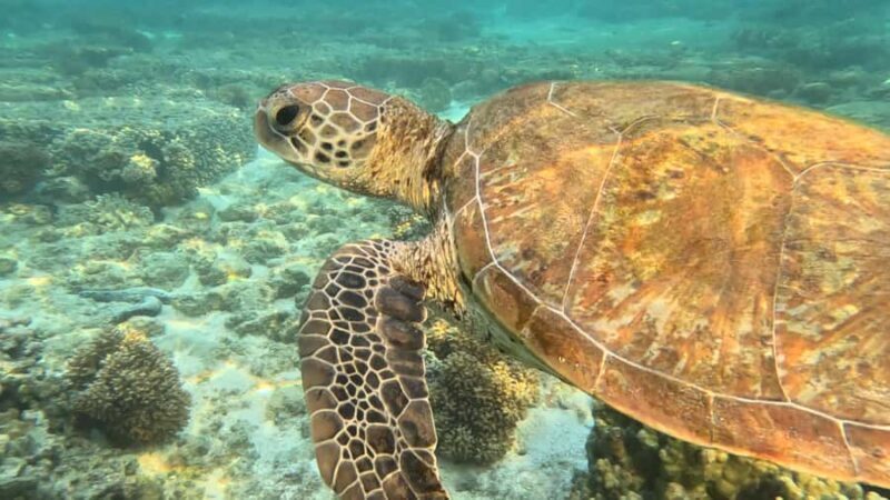 Exmouth: Ningaloo Semi-Submersible Glass Bottom Boat Tour - The Reviews in a Nutshell