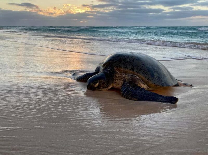 Exmouth: Summer Sunset Turtle Watching and Stargazing Tour - An In-Depth Look at the Tour