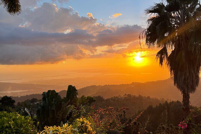 Exotic Blue Mountain Coffee Tour - An In-Depth Look at the Tour