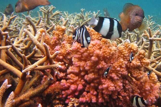 Exotic East of Mauritius: Full-day incl Ile aux Aigrette & Blue-Bay Marine Park - Balancing Value and Expectations
