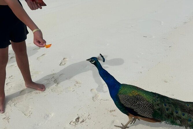 Exotic half day private charters to Rose Island, Pigs and Turtles - The Itinerary in Detail