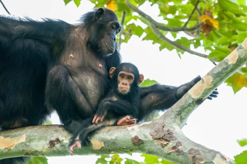 Experience 3 Day Chimps Tracking Gombe Stream National Park - The Itinerary Breakdown: What to Expect