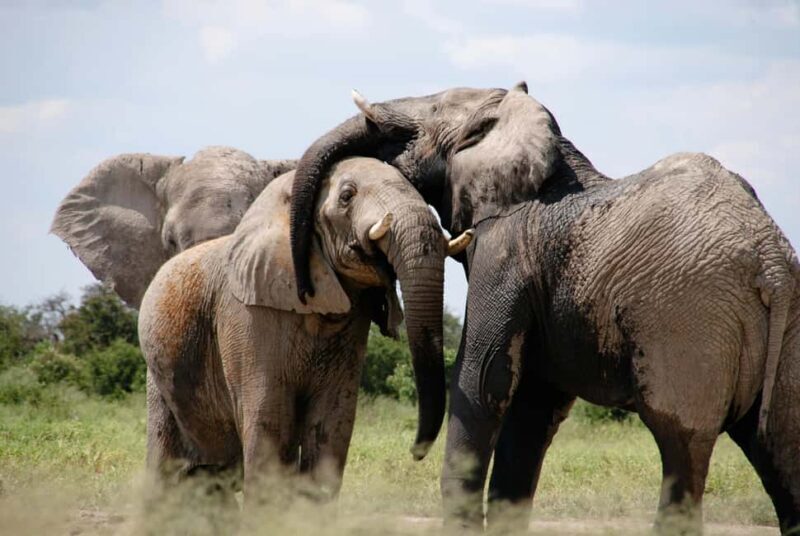Experience an Amazing Big5 Safari near Cape Town! - Key Points