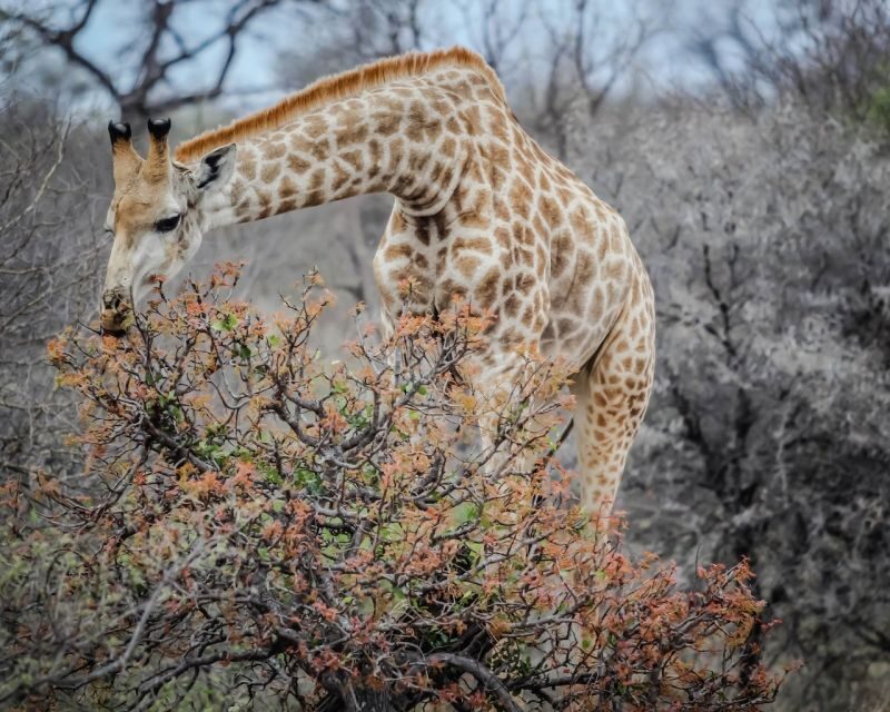 Experience an Amazing Big5 Safari near Cape Town! - What to Bring and Know Before You Go