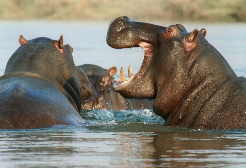 Experience an Amazing Big5 Safari near Cape Town! - Final Thoughts
