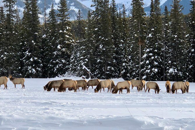 Experience Banff & Lake Louise | Moraine - PRIVATE DAY TOUR - What Makes This Tour Stand Out?