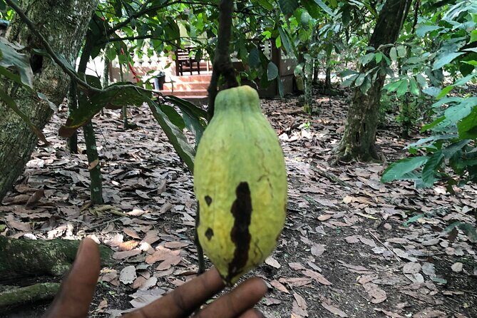 Experience Boti Waterfalls, Aburi Botanical Gardens & Tetteh Quarshie Cocoa Farm - The Sum Up